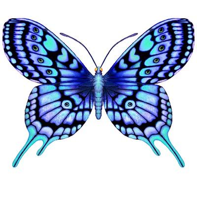 Blue butterfly Design Water Transfer Temporary Tattoo(fake Tattoo) Stickers NO.11053